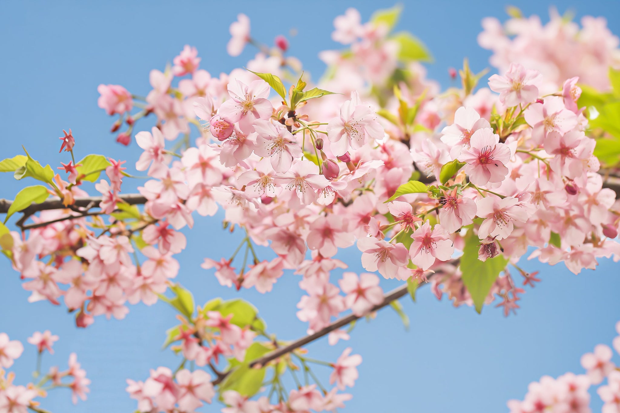 Selenichast Birth Month Flowers: Full Guide to Birth Flowers by Month & Meaning