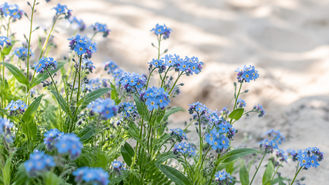 What Do Forget-Me-Nots Symbolize Selenichast