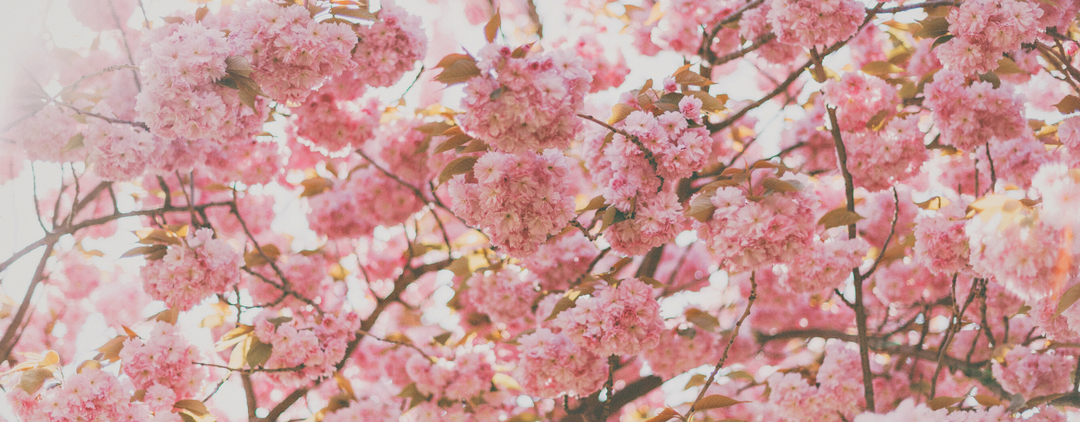 Sakura Jewelry | Sakura Blossom Jewelry | Cherry Blossom Jewelry | Sakura Necklace | Sakura Braclet | Selenichast